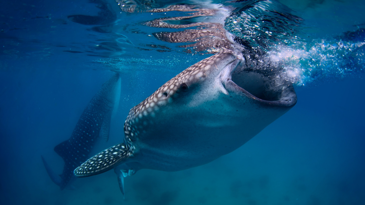 What Do Whale Sharks Eat When We’re Not Watching?