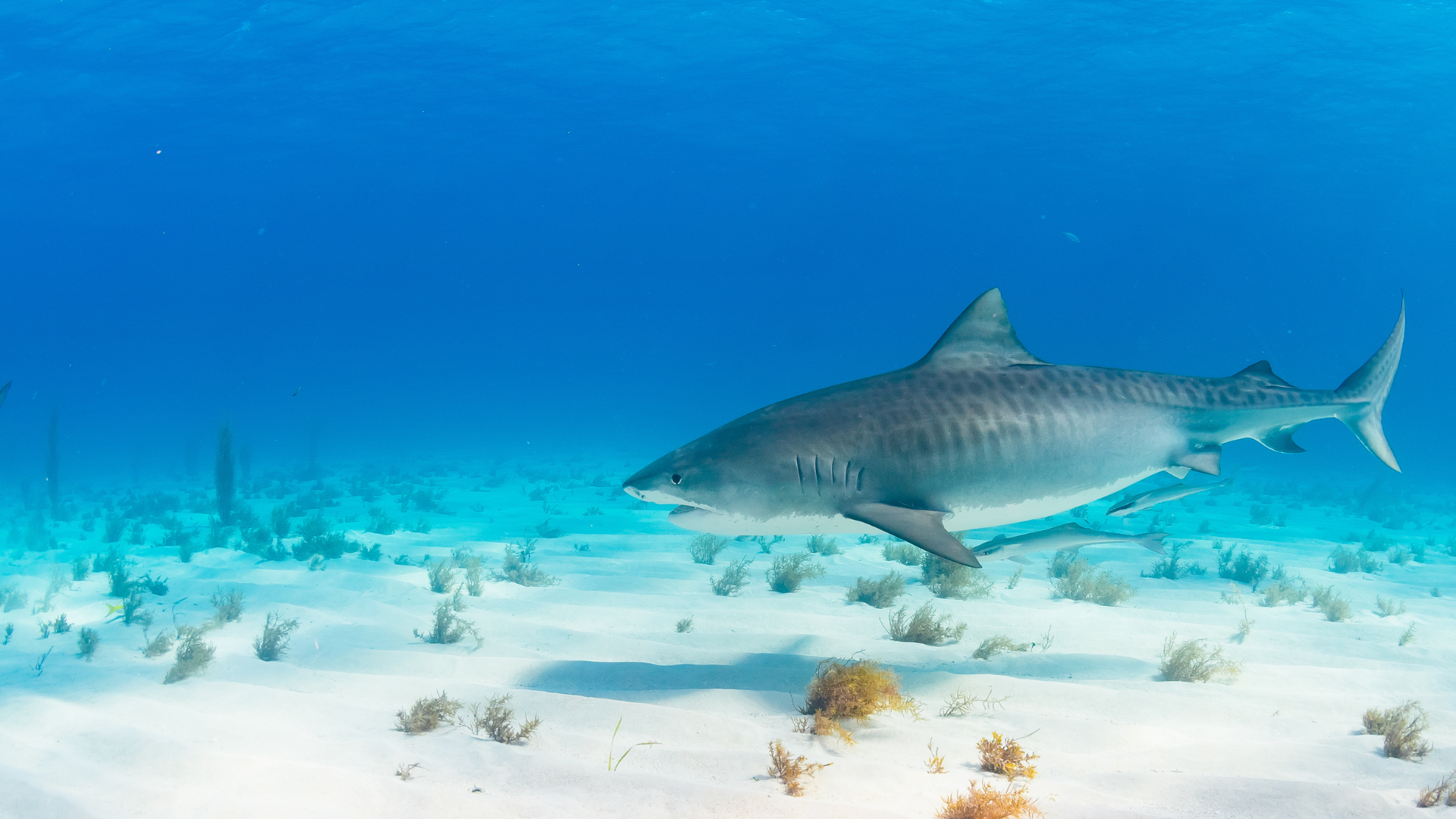 Are Tiger Sharks Mindless Man-Eaters?
