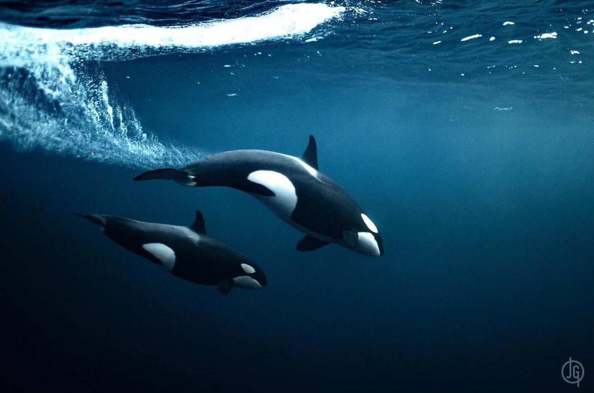 Two orcas swimming gracefully underwater, their sleek black-and-white bodies gliding through the clear blue ocean. The sunlight filters through the water, casting soft rays on the orcas as they move in unison, surrounded by the deep sea.