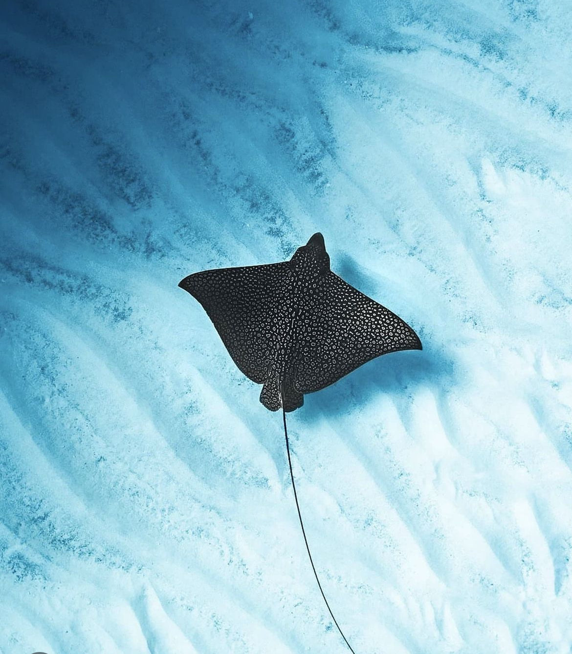 Eagle Ray Collection