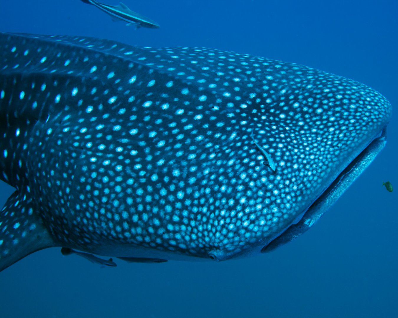 Close up whale shark.