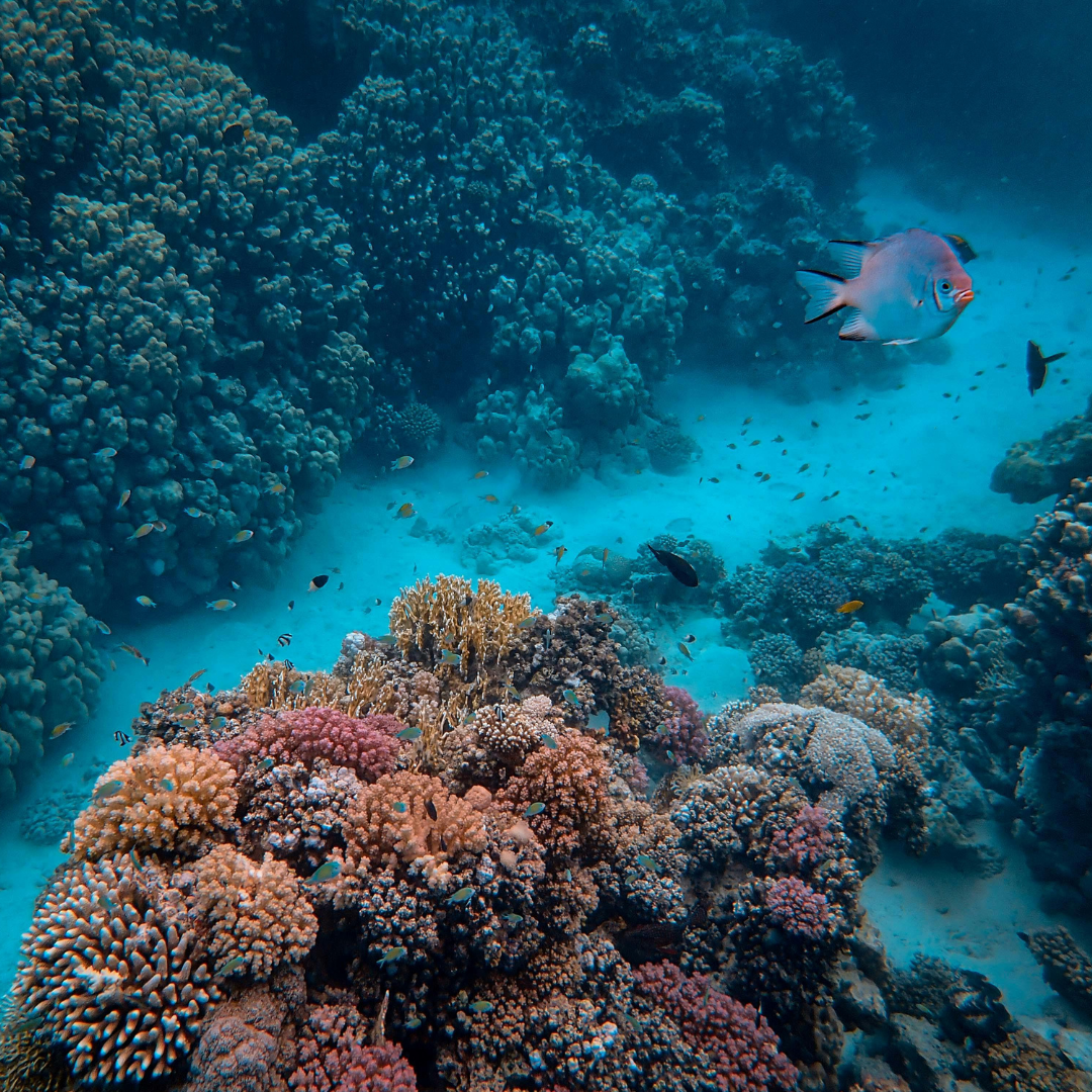 pink coral reef fish