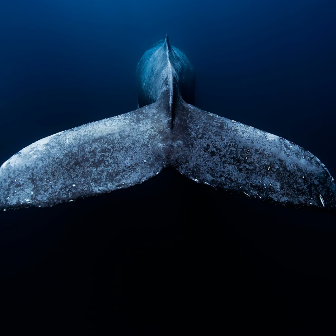 whale tail