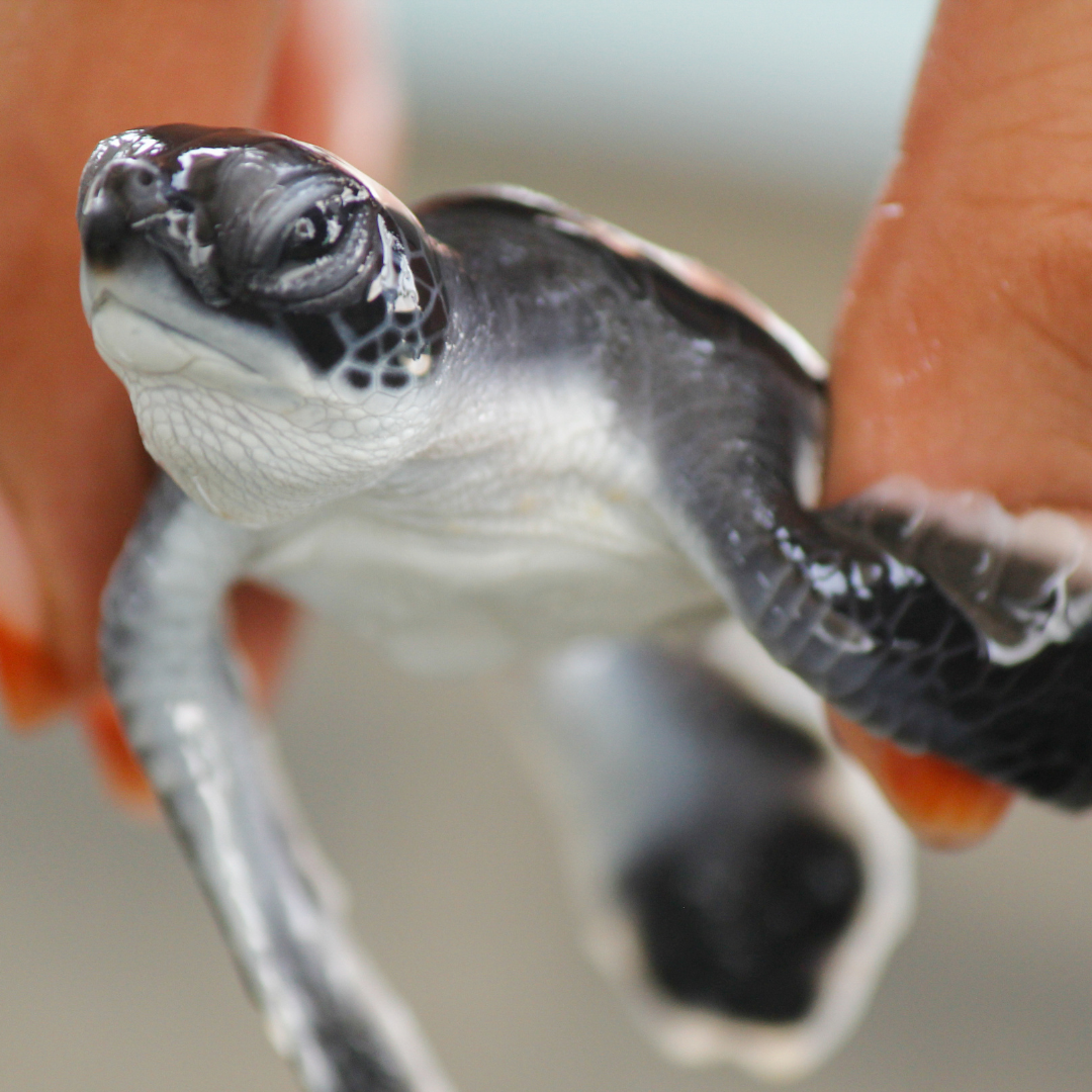 baby turtle being held in hand