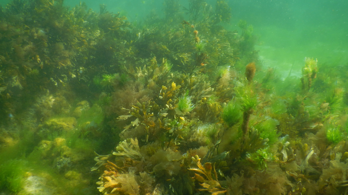 Algae_Bloom