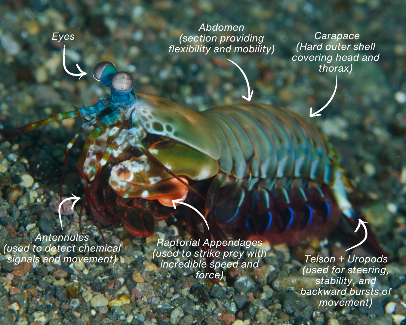 Anatomy_Peacock_Mantis_Shrimp