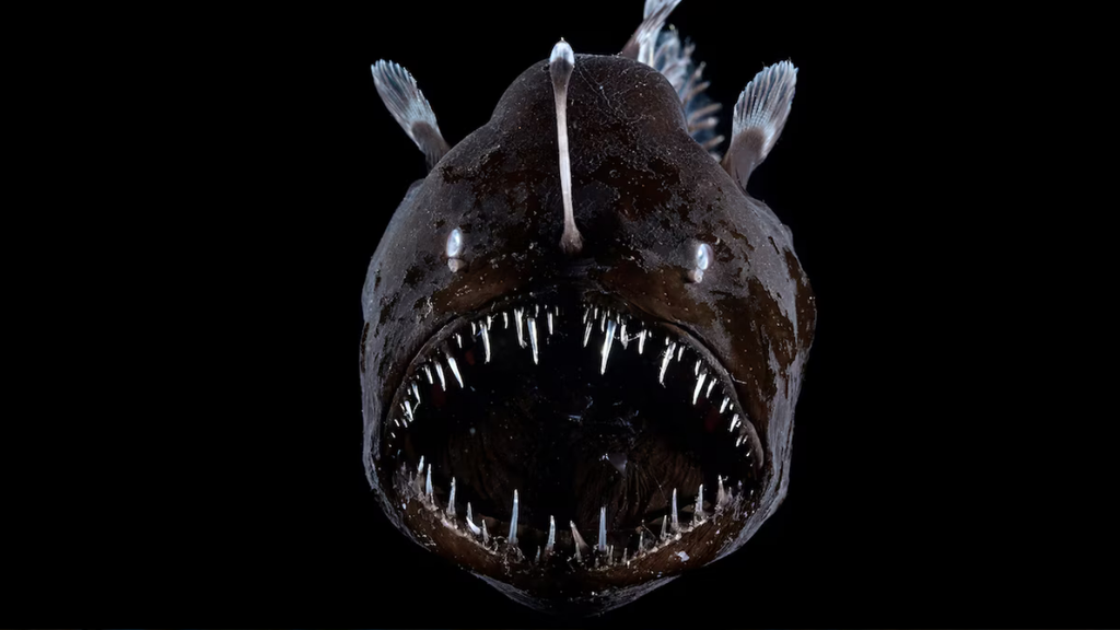 Anglerfish | The Lure of Darkness – NAUTRA