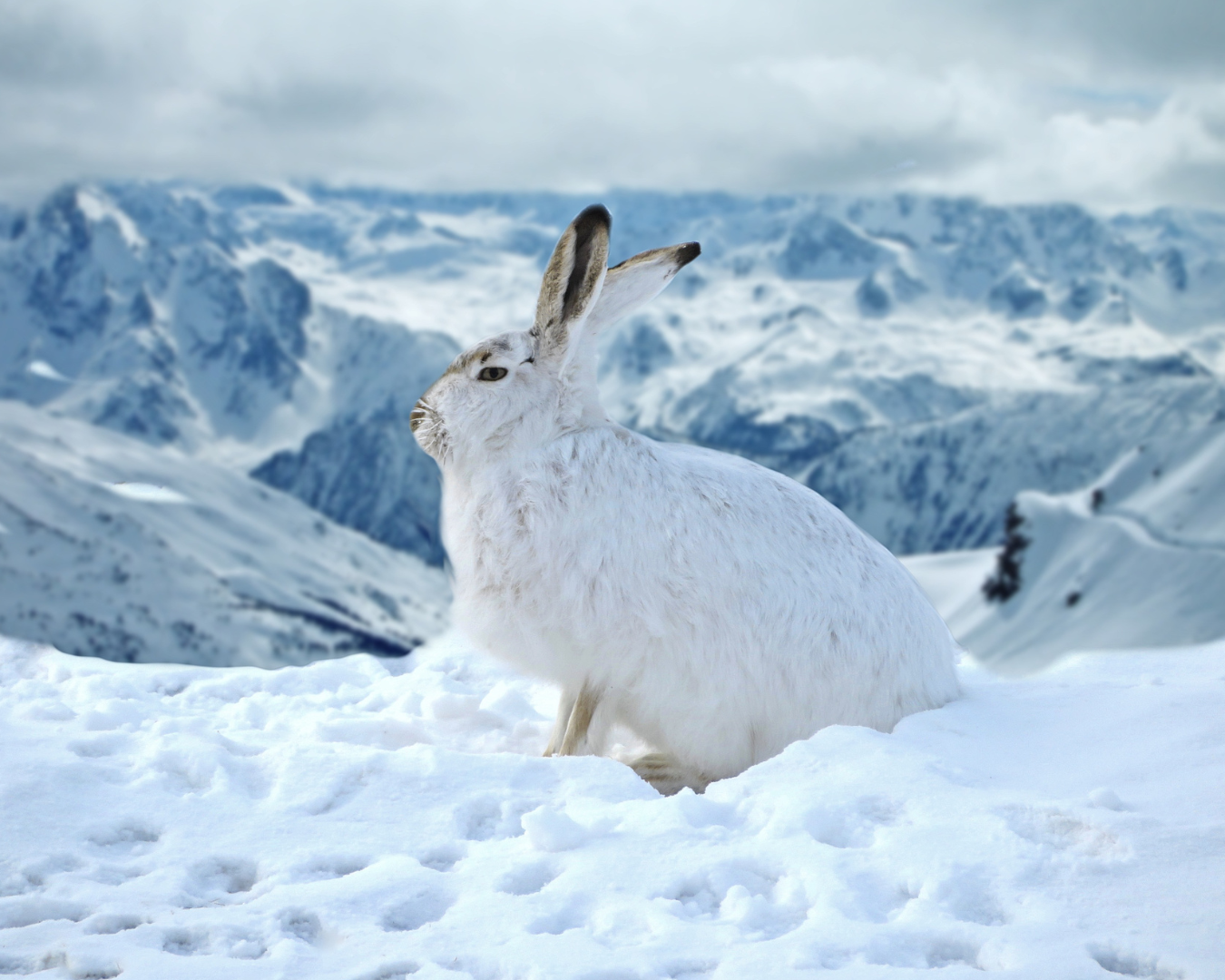 How Do Arctic Hares Survive in the Cold Weather: Amazing Adaptations
