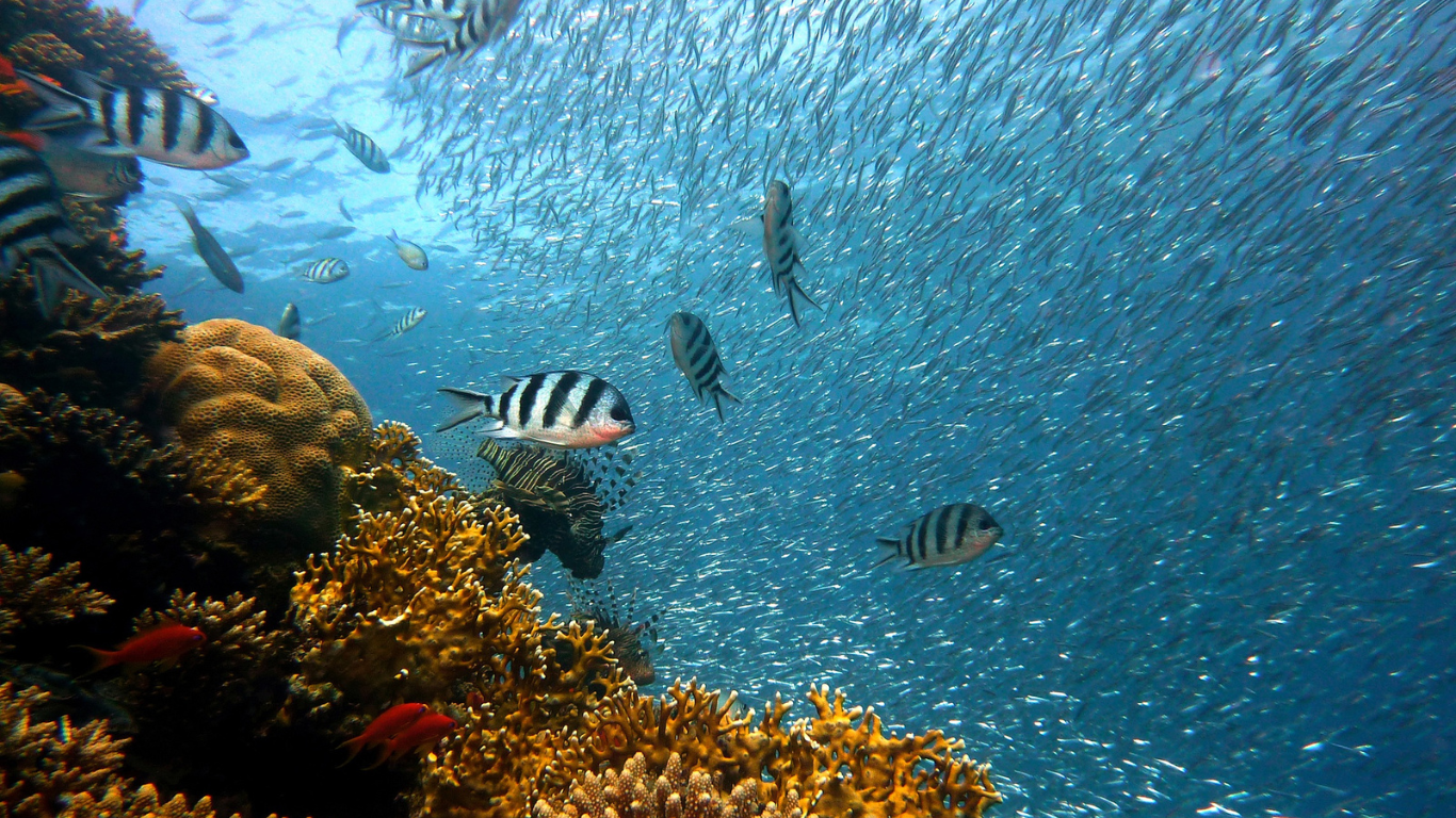 Biodiversity and Conservation