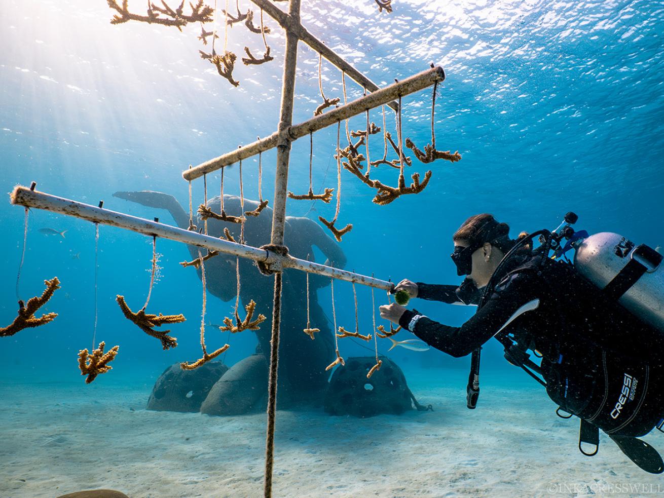 In Florida, coral nurseries are helping bring back the threatened staghorn coral
