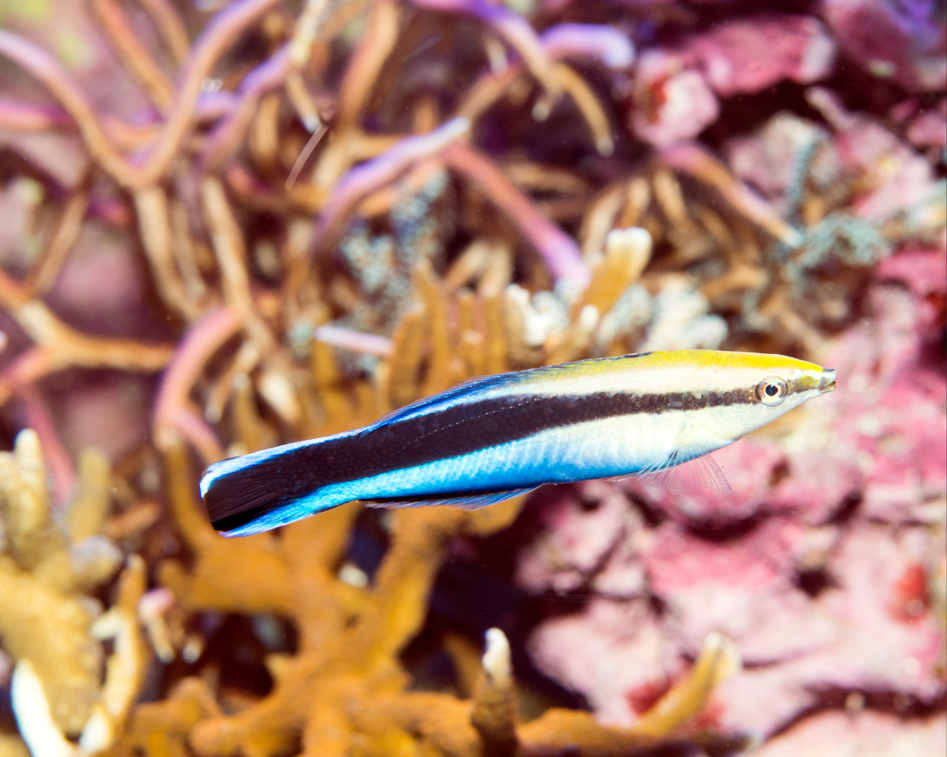 Cleaner_Wrasse