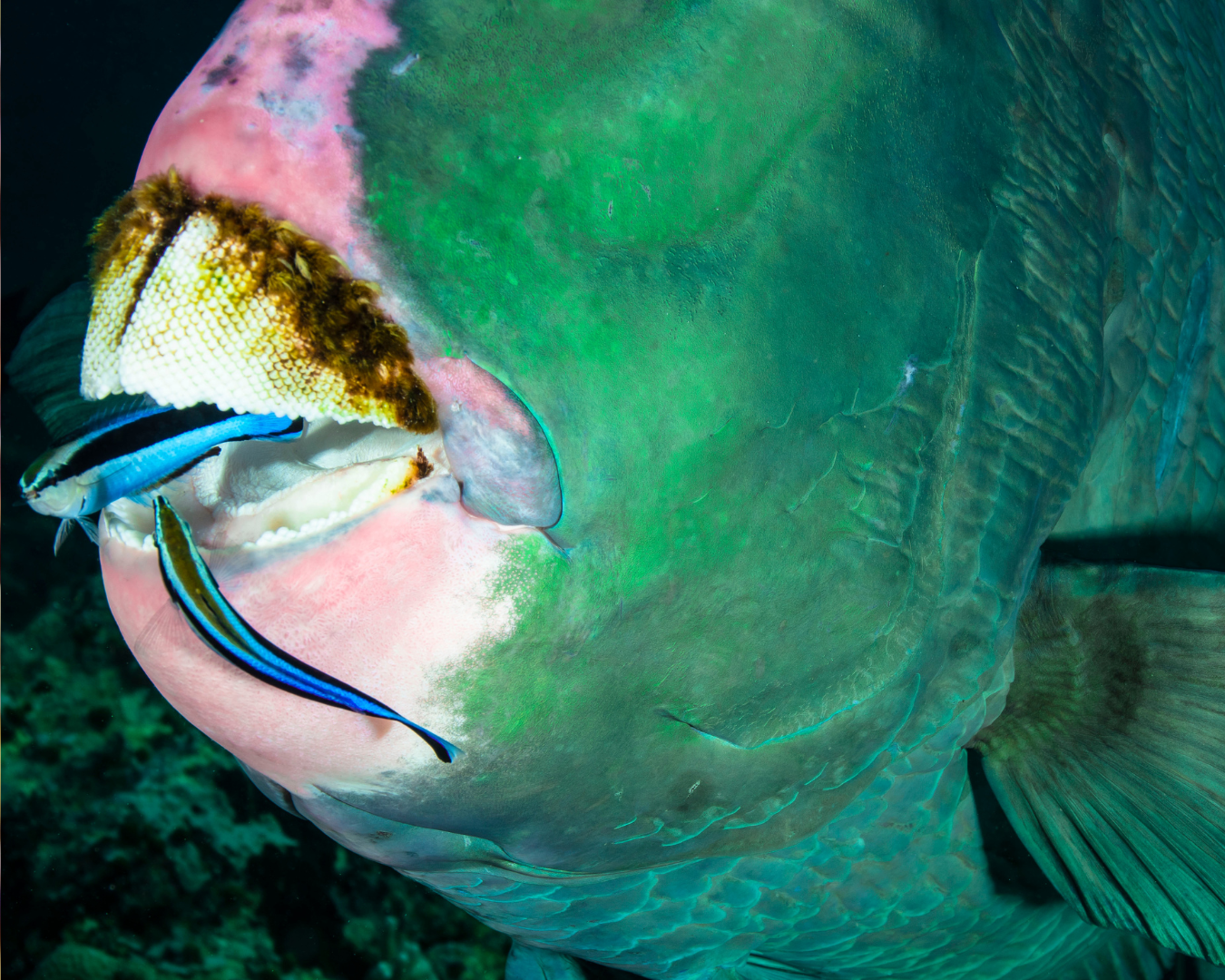 Cleaner_Wrasse_and_parrot_fish