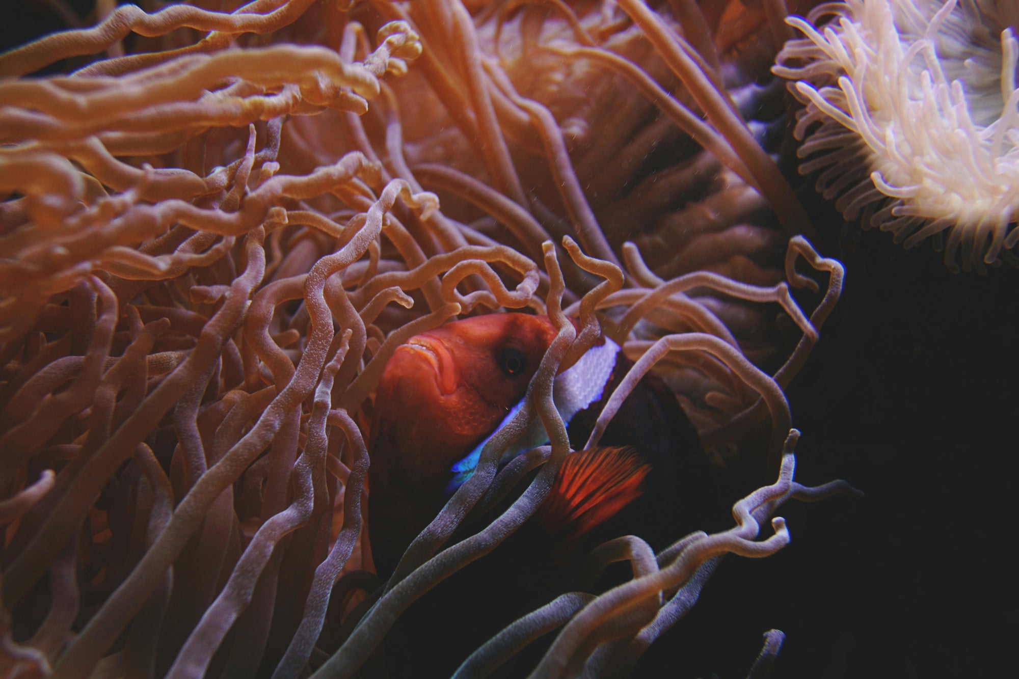 Clown fish and anemone