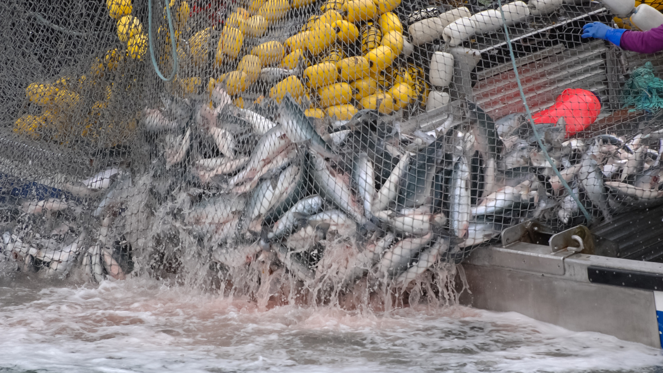 contaminated fish