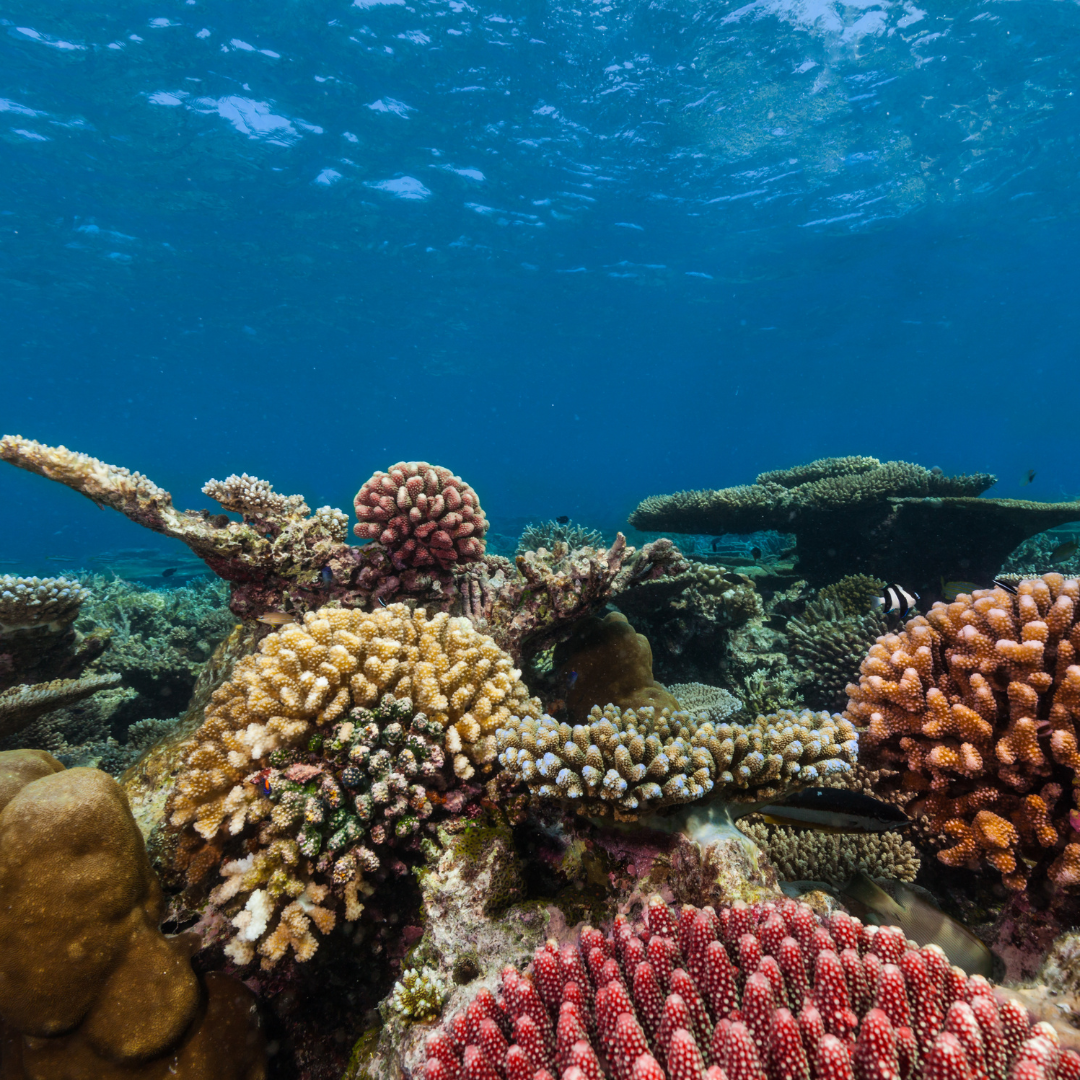 Colourful coral reef
