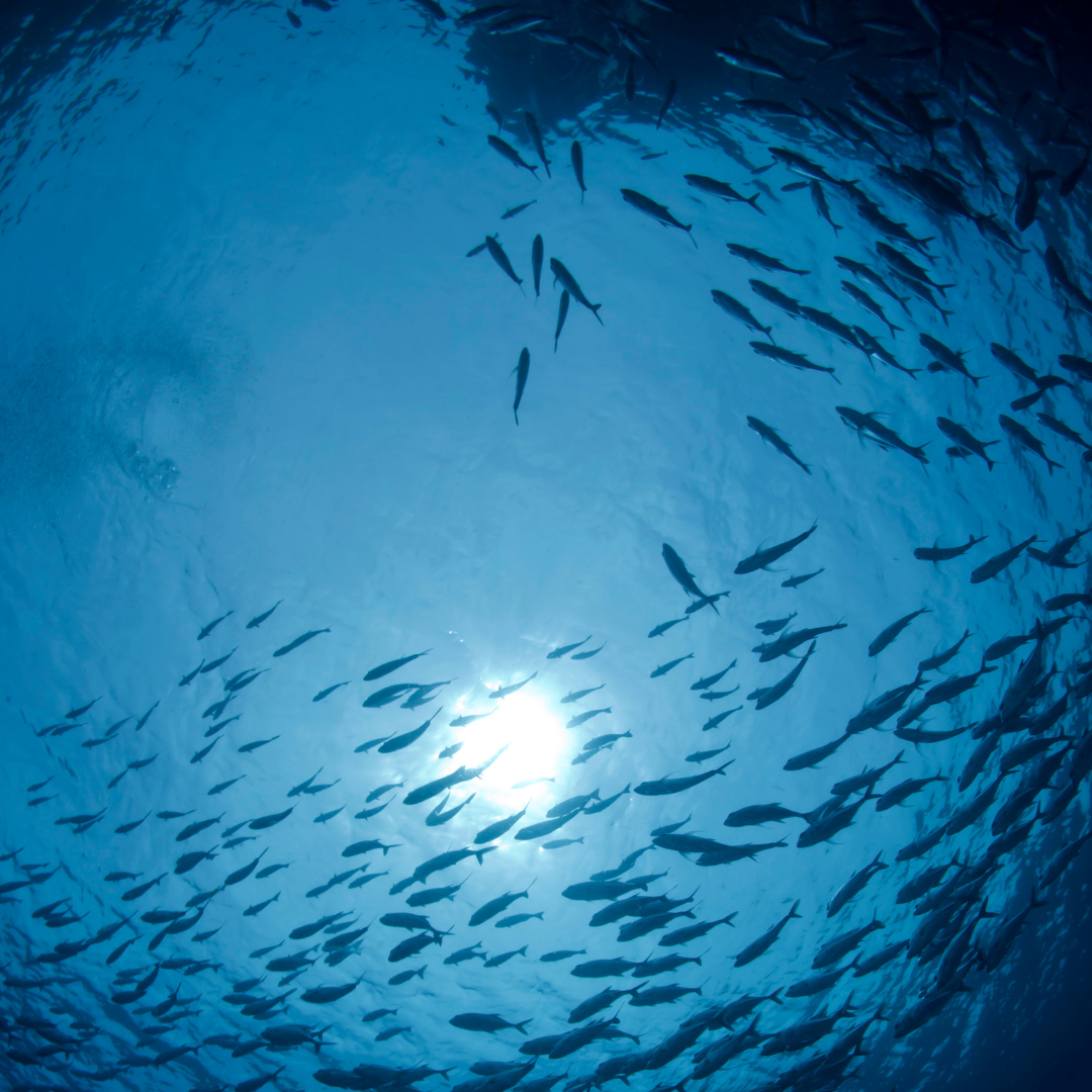 Deep Sea
