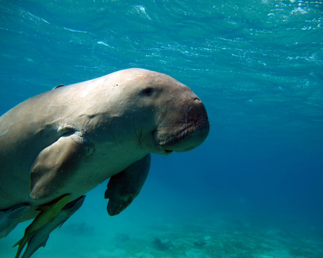 dugong