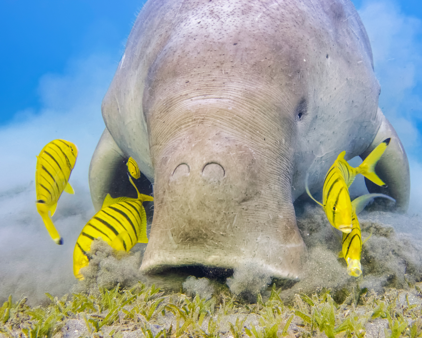 dugong