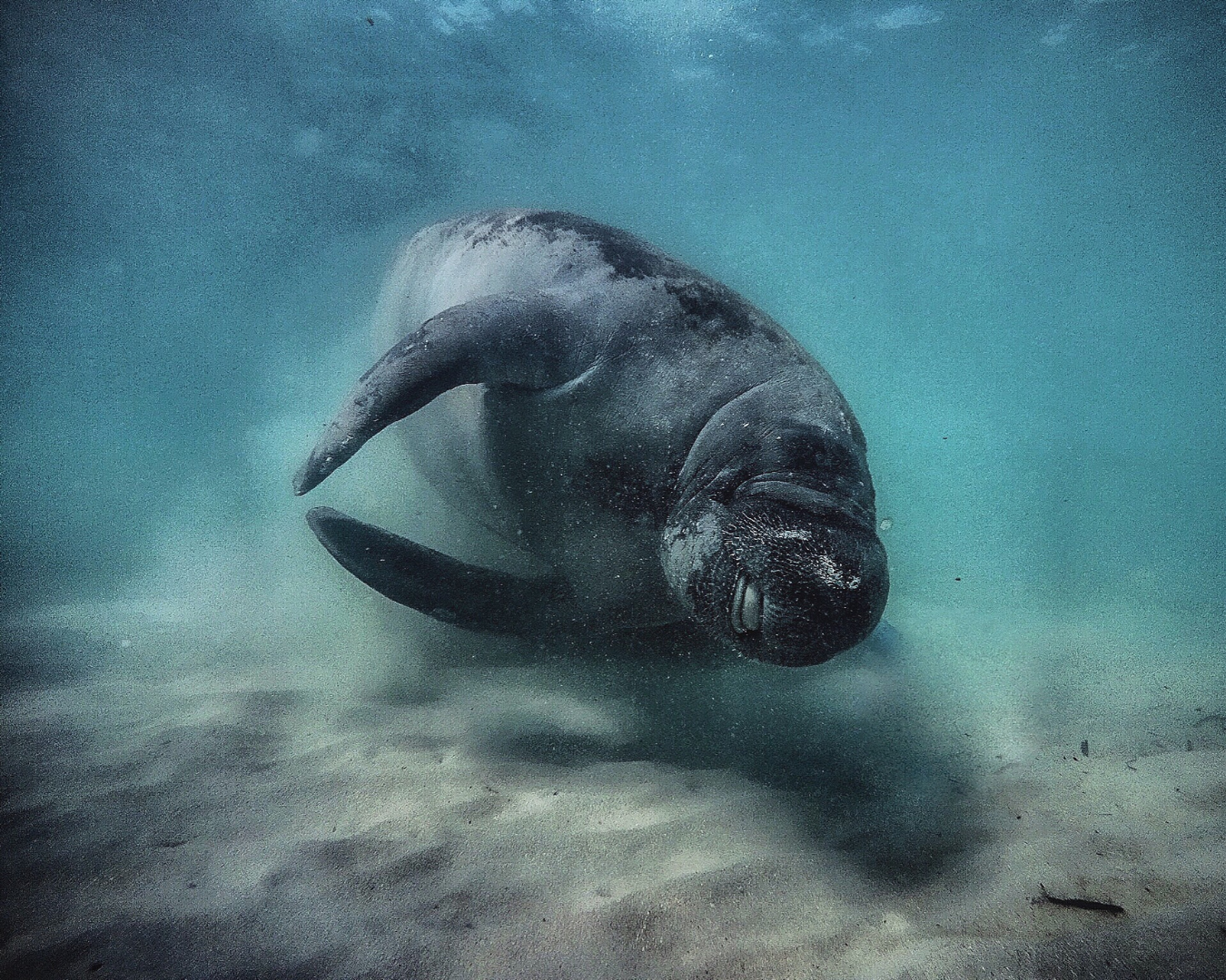 dugong