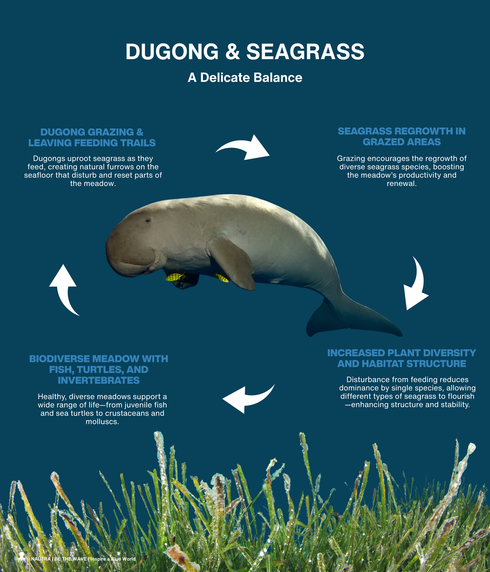 Dugong_Seagrass_A_Delicate_Balance_infographic