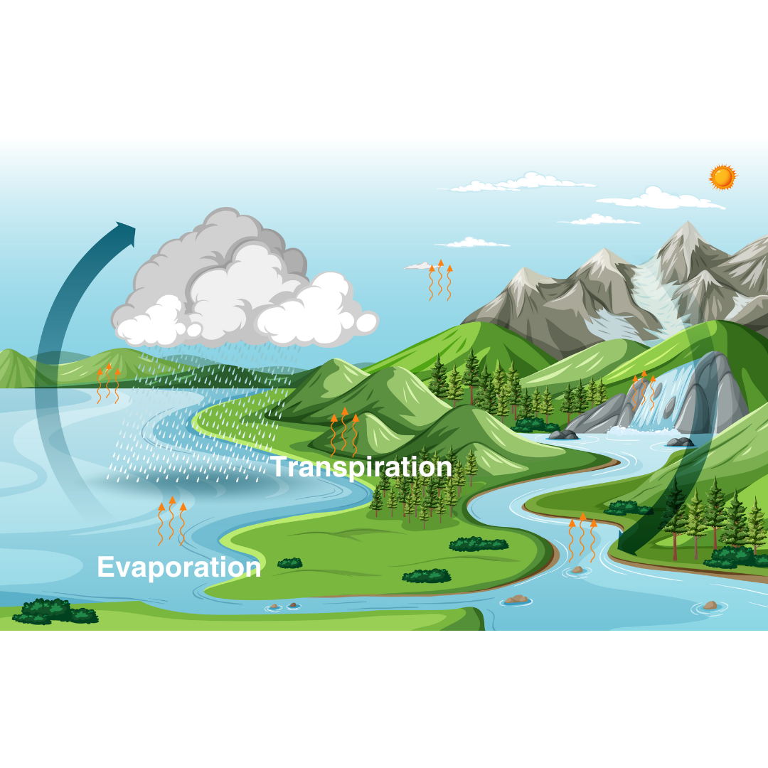 Evaporation  and Transpiration