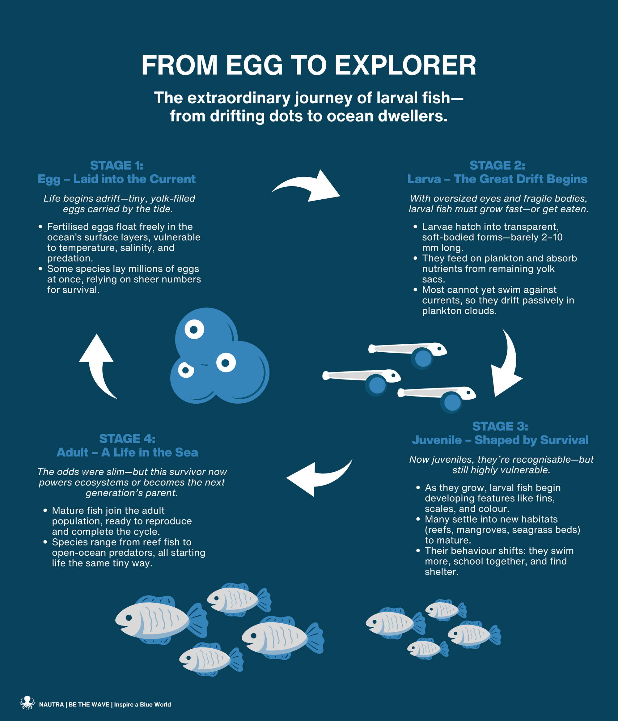 FROM_EGG_TO_EXPLORER_The_extraordinary_journey_of_larval_fish_from_drifting_dots_to_ocean_dwellers infographic