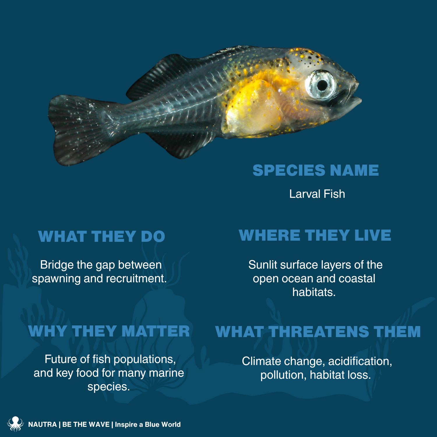 Facts_about_Larval_Fish_infographic