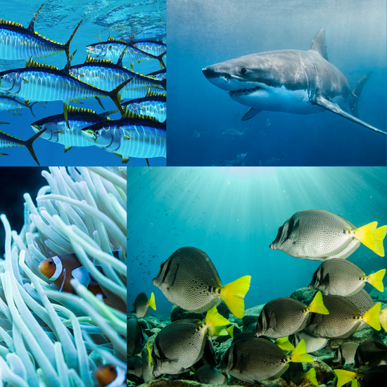 Lesson 1 What Is Marine Life NAUTRA lesson-1-what-is-marine-life-nautra