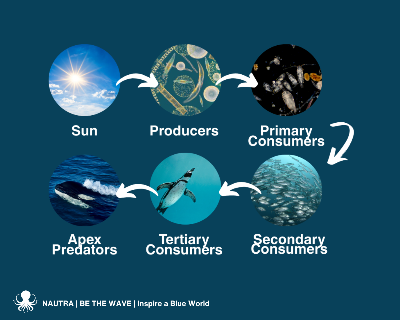 Food_Chain_Ocean_infographic