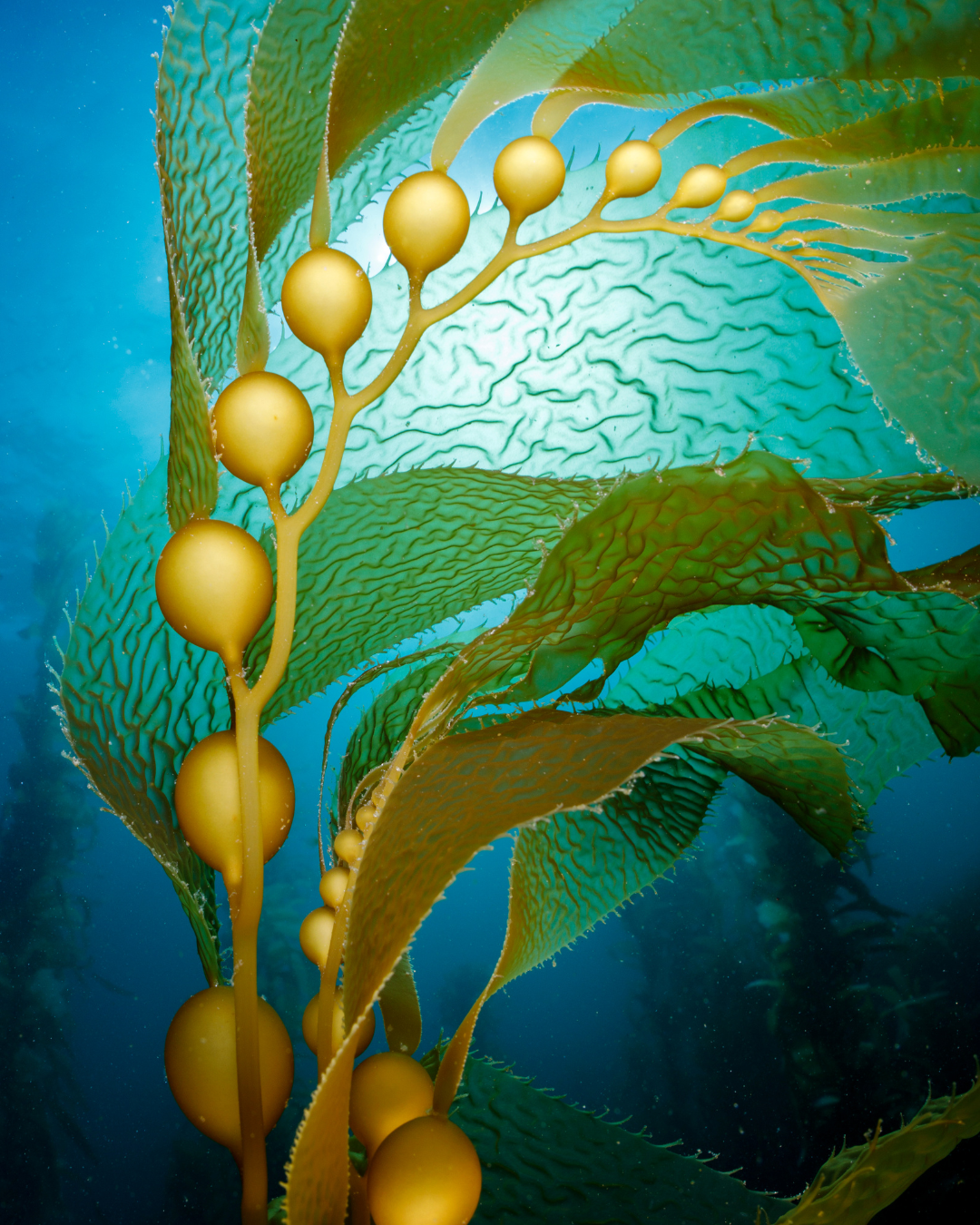 Giant_Kelp