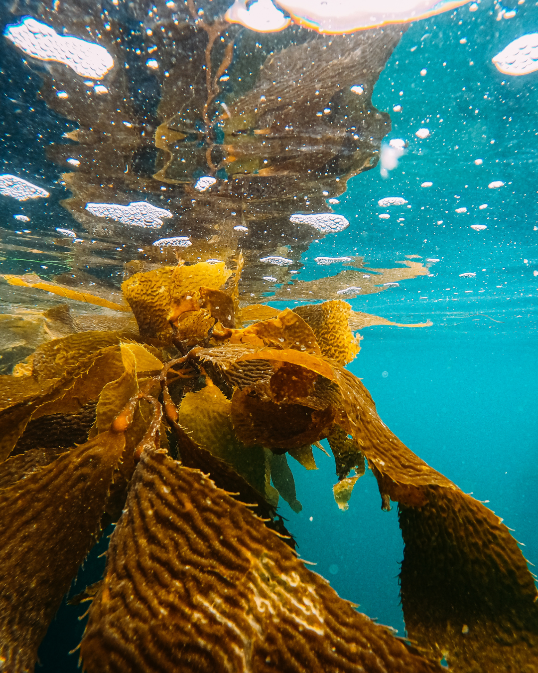 Giant_Kelp