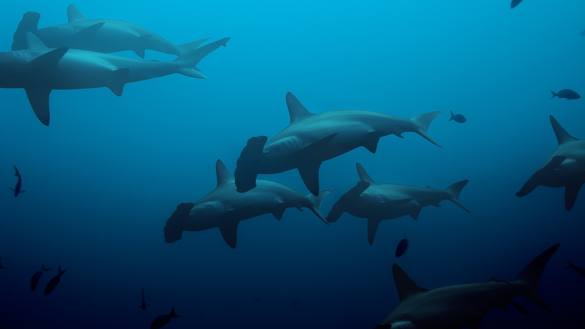 Hammerhead_sharks underwater.