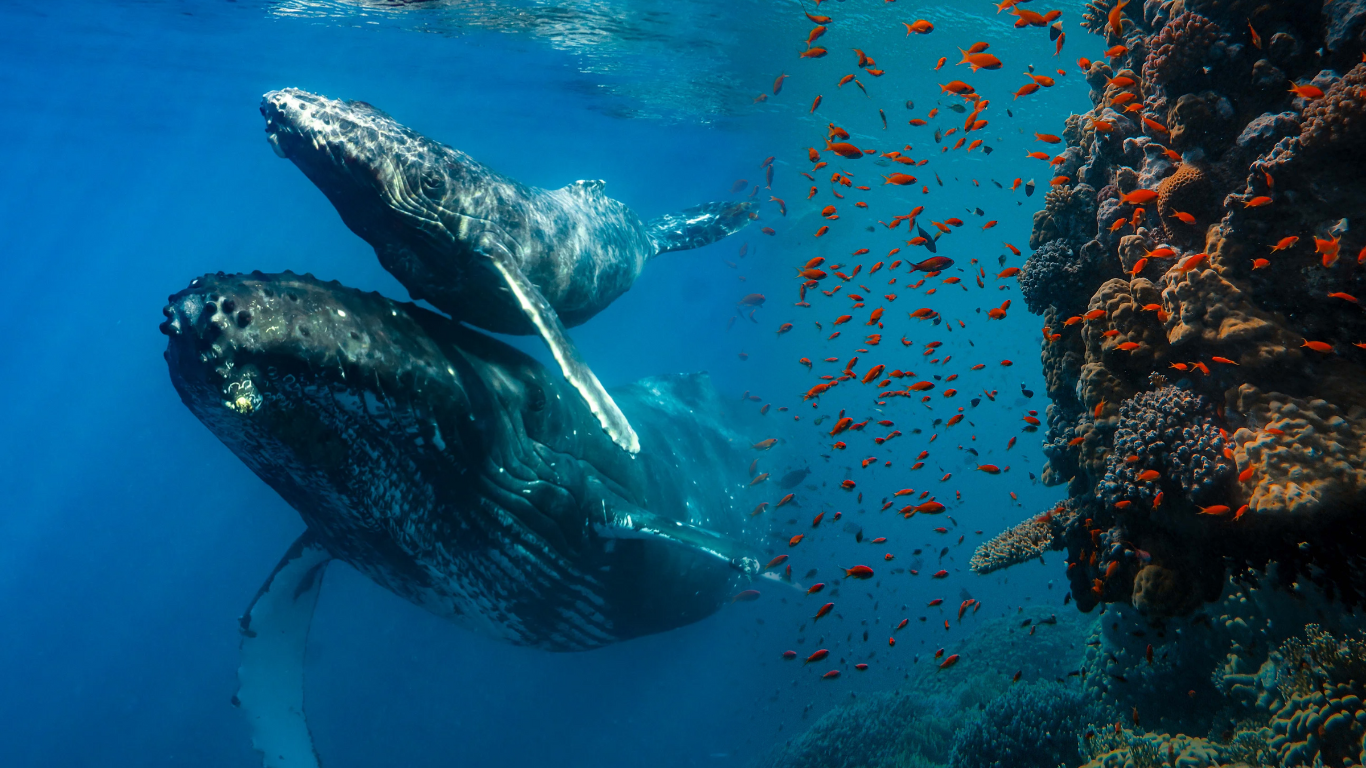 Whale mother and calf coral reef