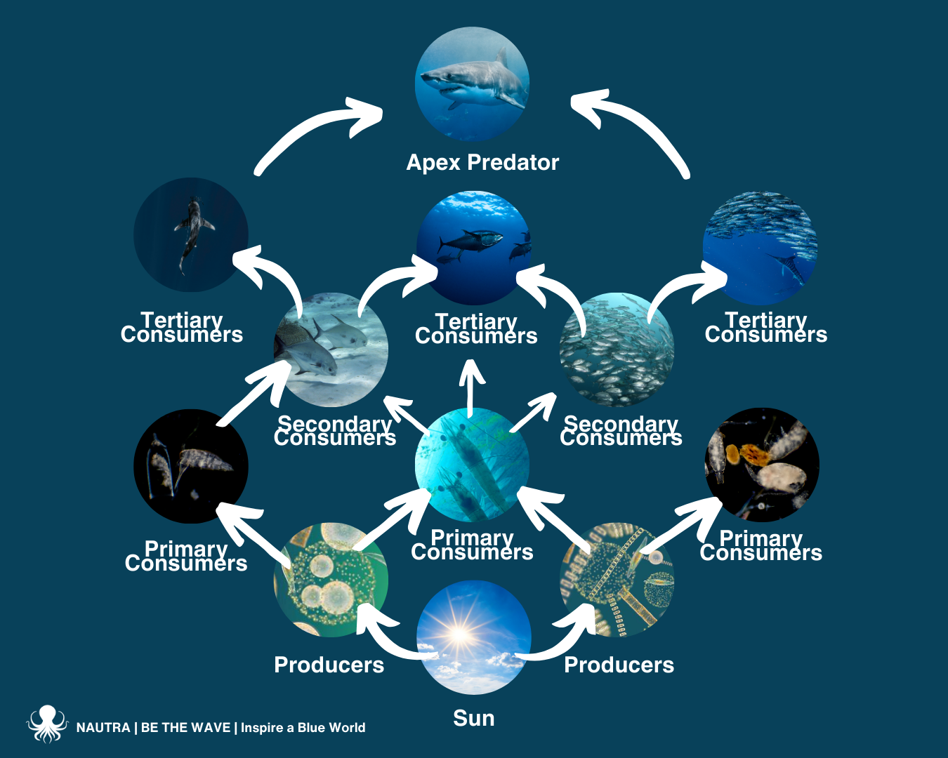 food web ocean marine animals