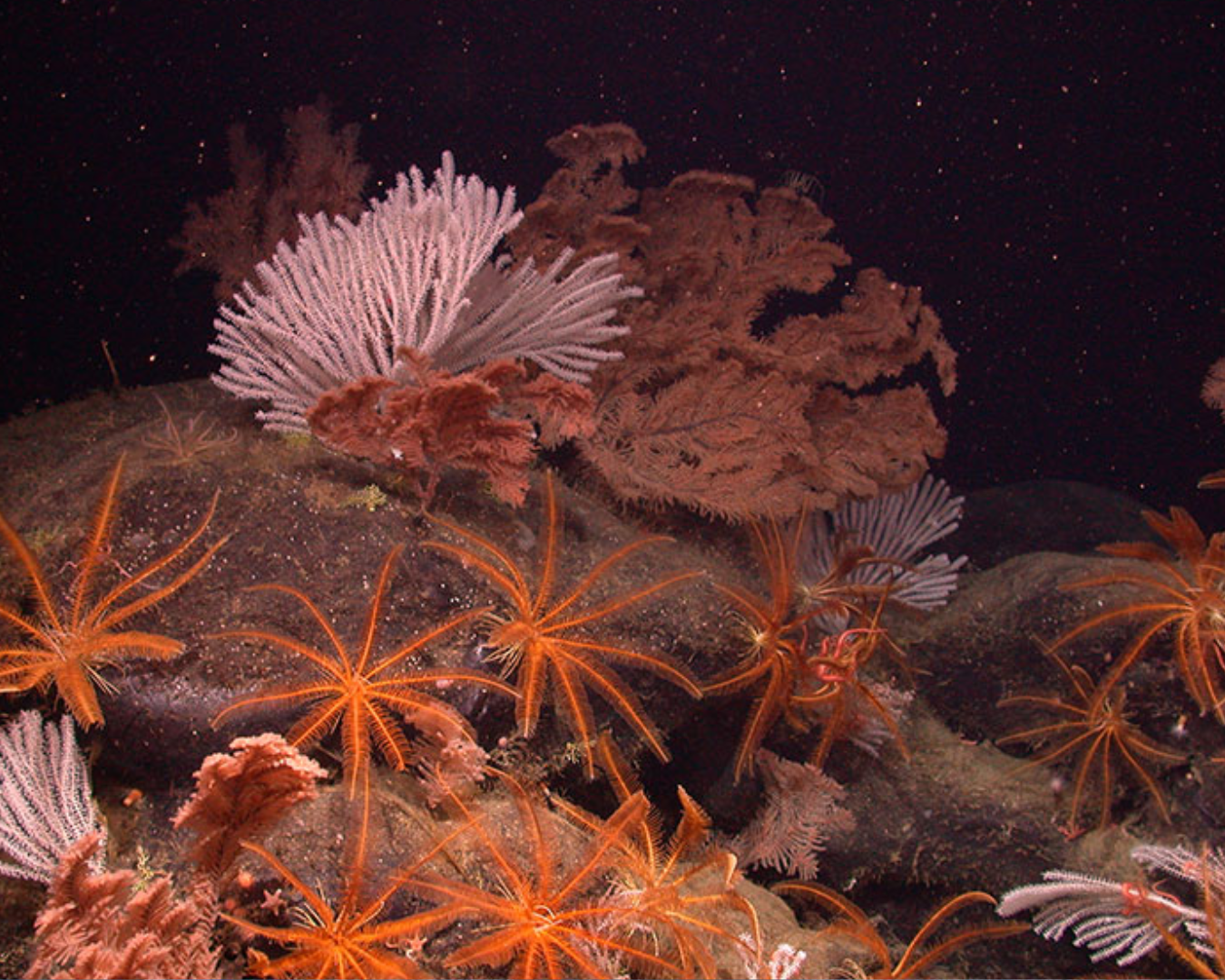 a plethora of crustaceans, deep-sea corals, sponges, and fish located on a deep sea ridge.