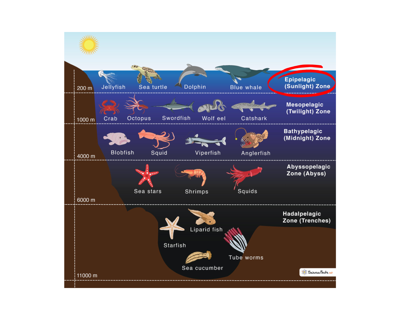 Ocean Layers_Epipelagic zone