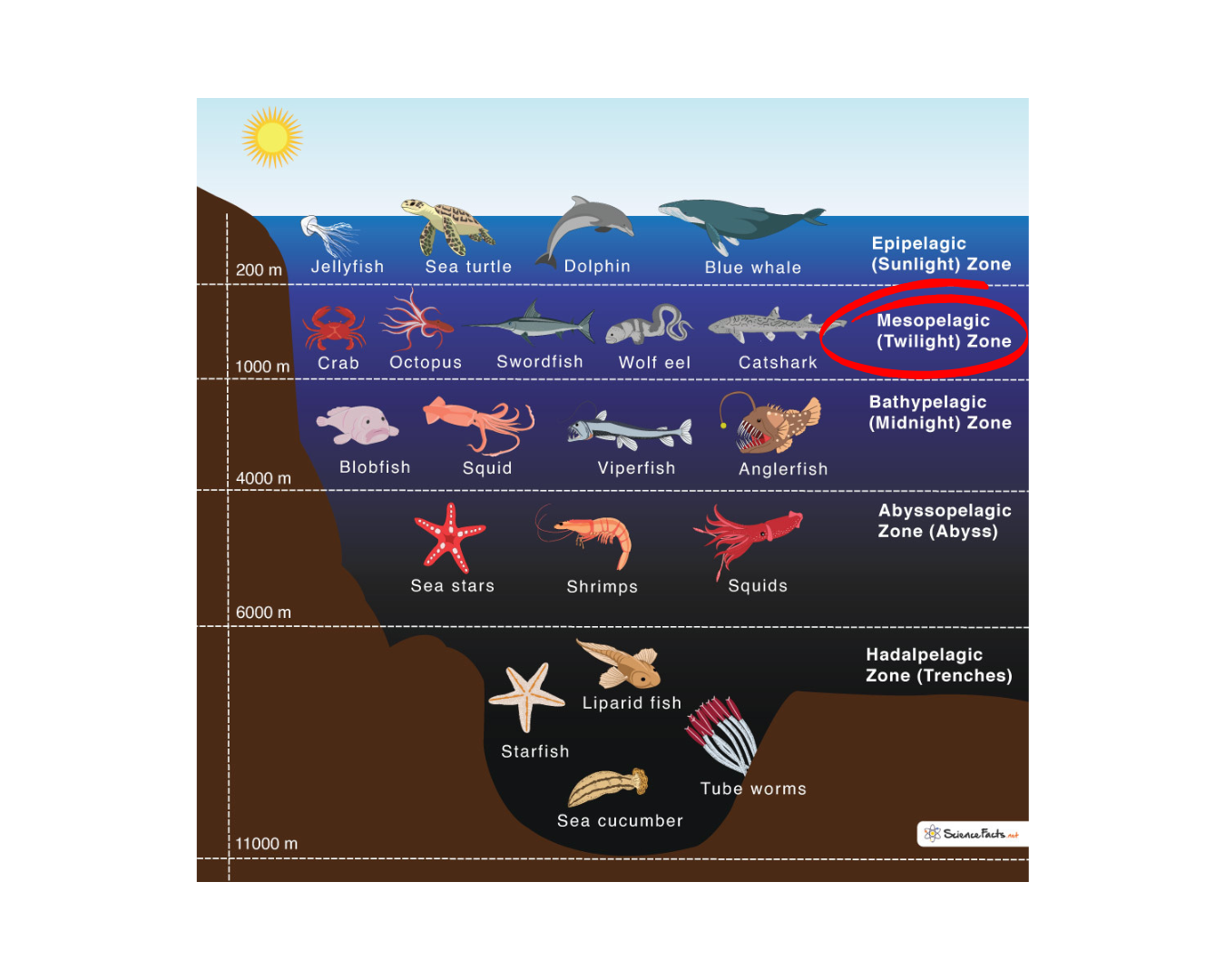 Ocean Layers_mesopelagic zone