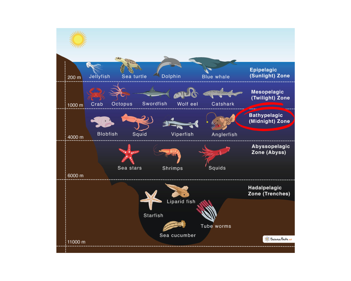 Ocean Layers_bathypelagic zone