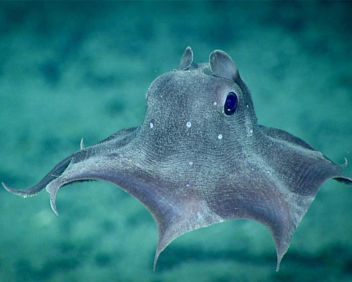Dumbo Octopus