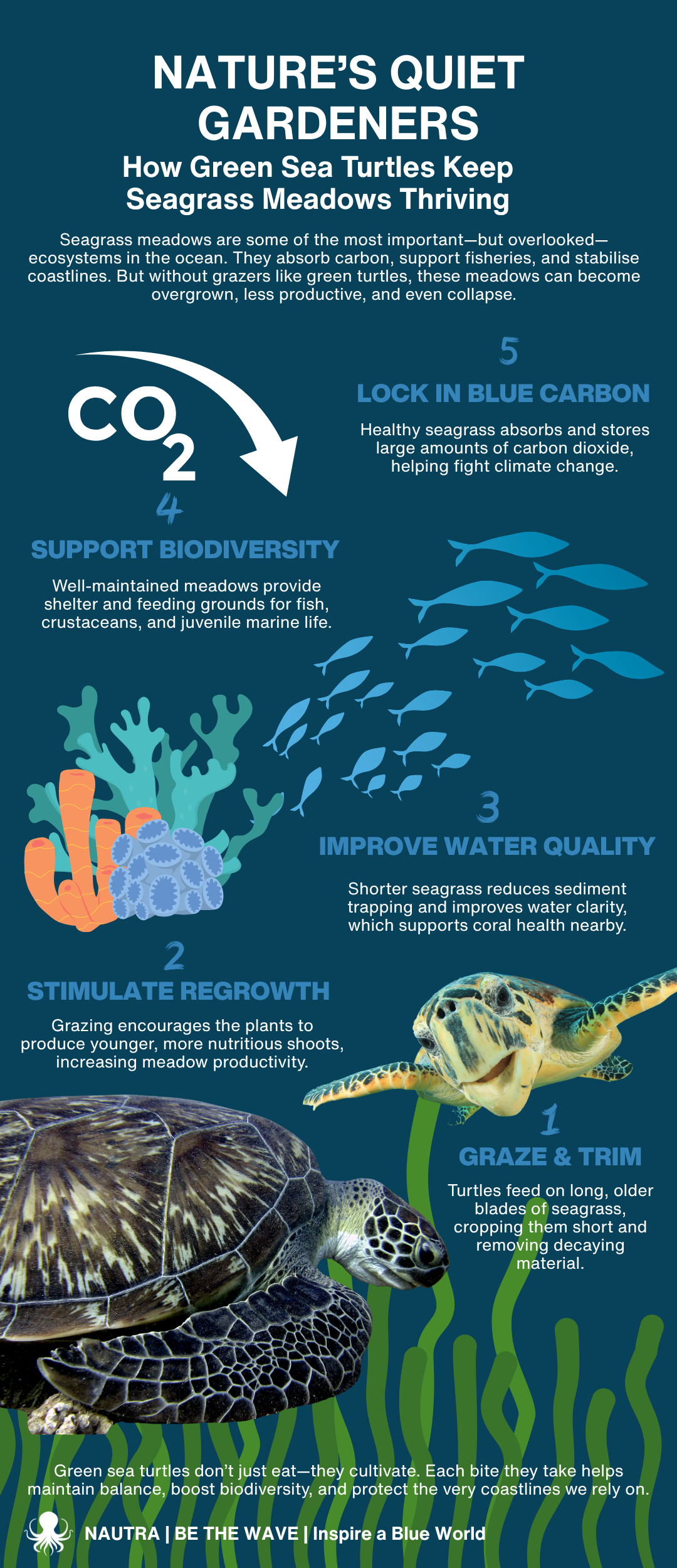 An educational infographic poster titled 'Nature's Quiet Gardeners: How Green Sea Turtles Keep Seagrass Meadows Thriving' featuring a dark teal background with blue, green, and orange illustrations of sea turtles, seagrass, and coral, accompanied by five numbered steps explaining the benefits of seagrass.