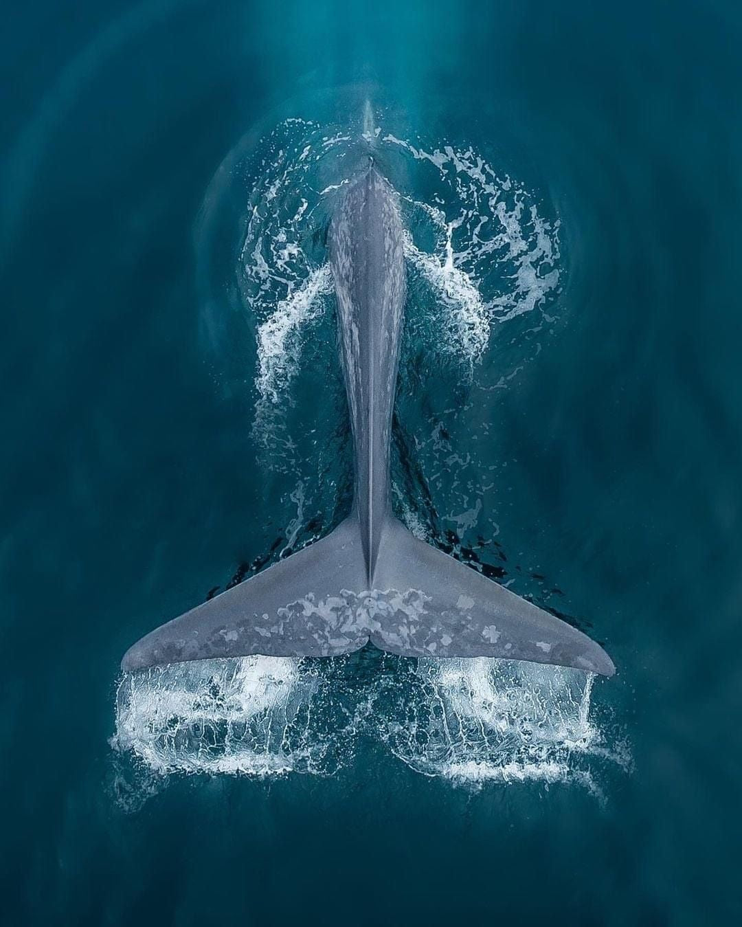 whale tail breaching out of the blue ocean. 