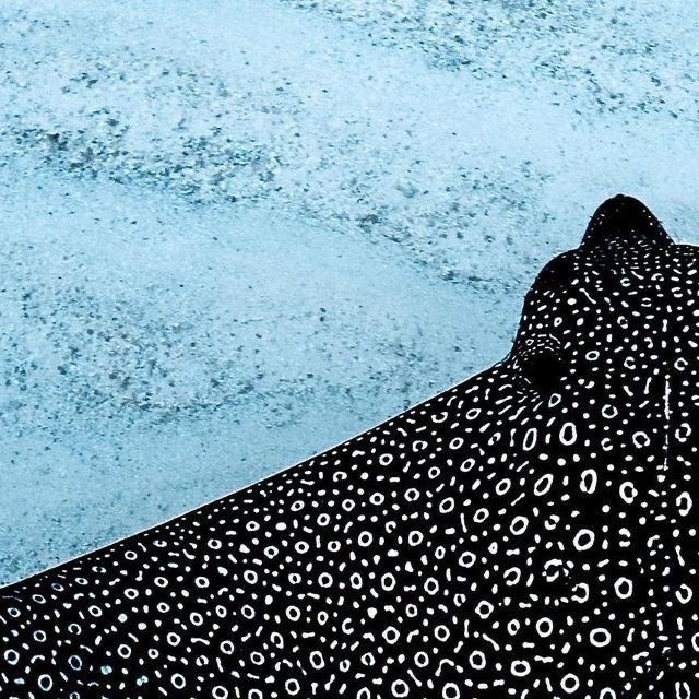 spotted eagle ray
