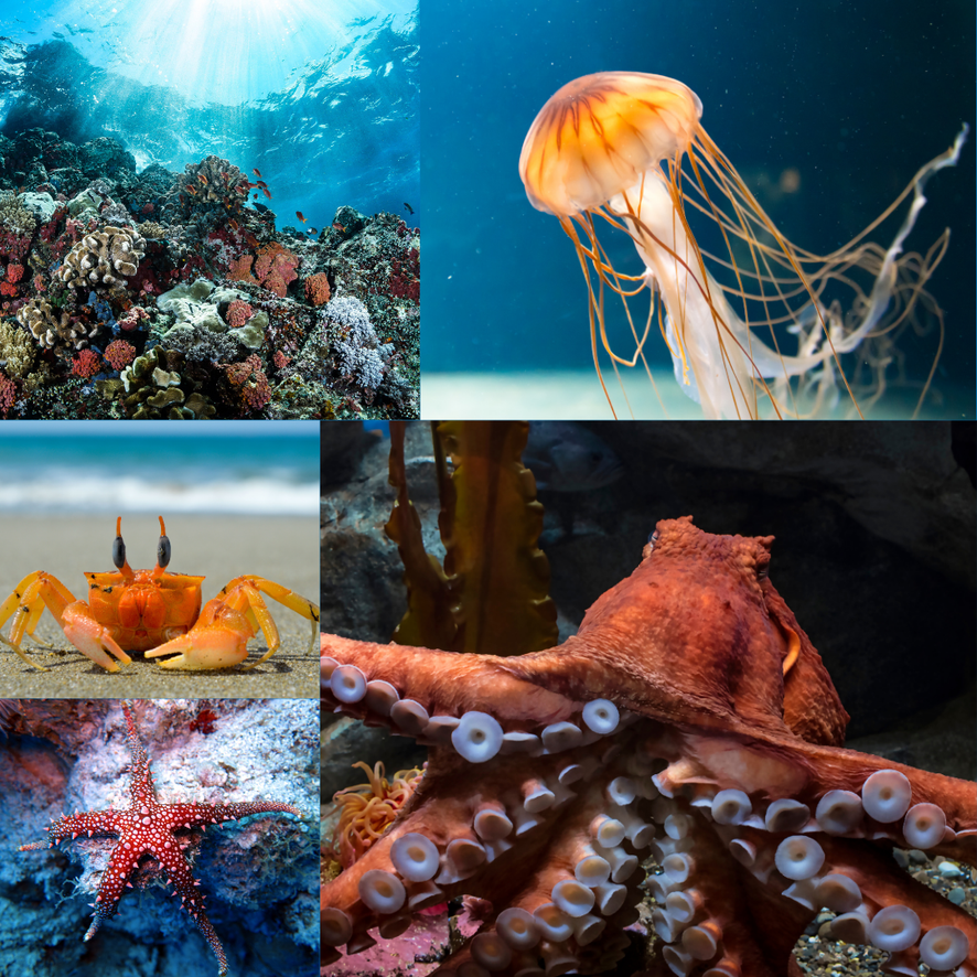 Most Rarest Invertebrates Lesson 1: What Is Marine Life? – NAUTRA