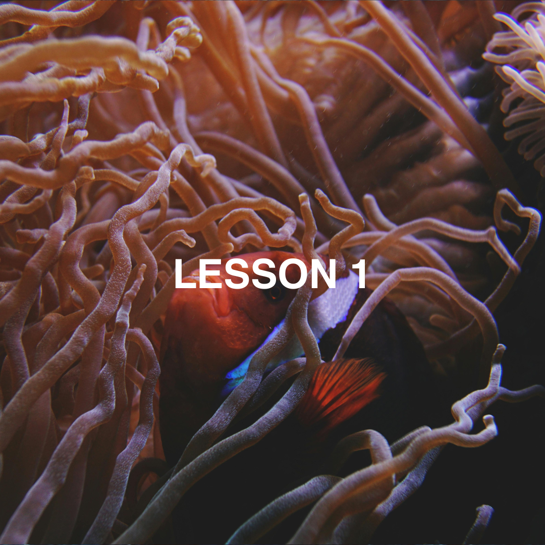 Clown fish in anemone
