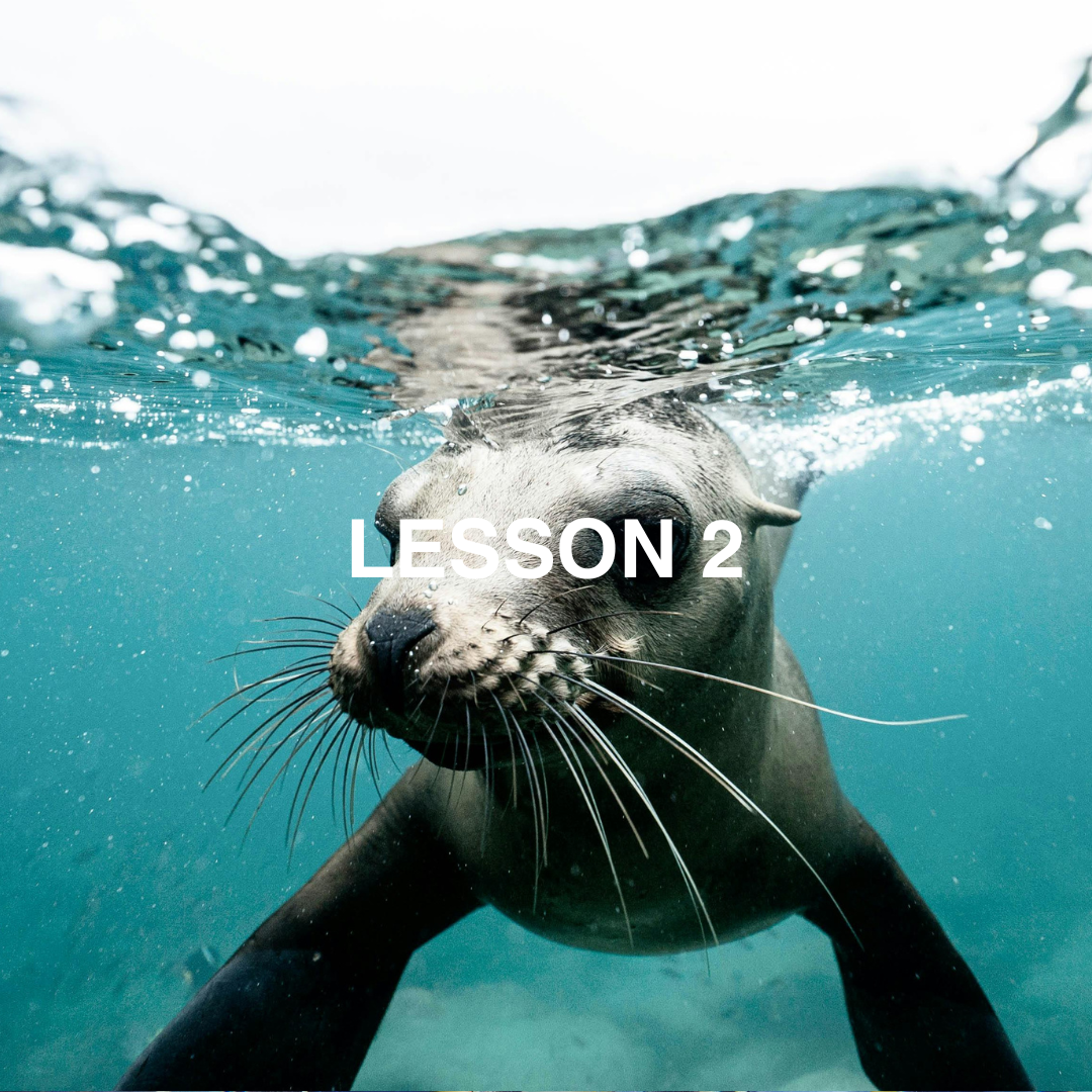 Seal underwater
