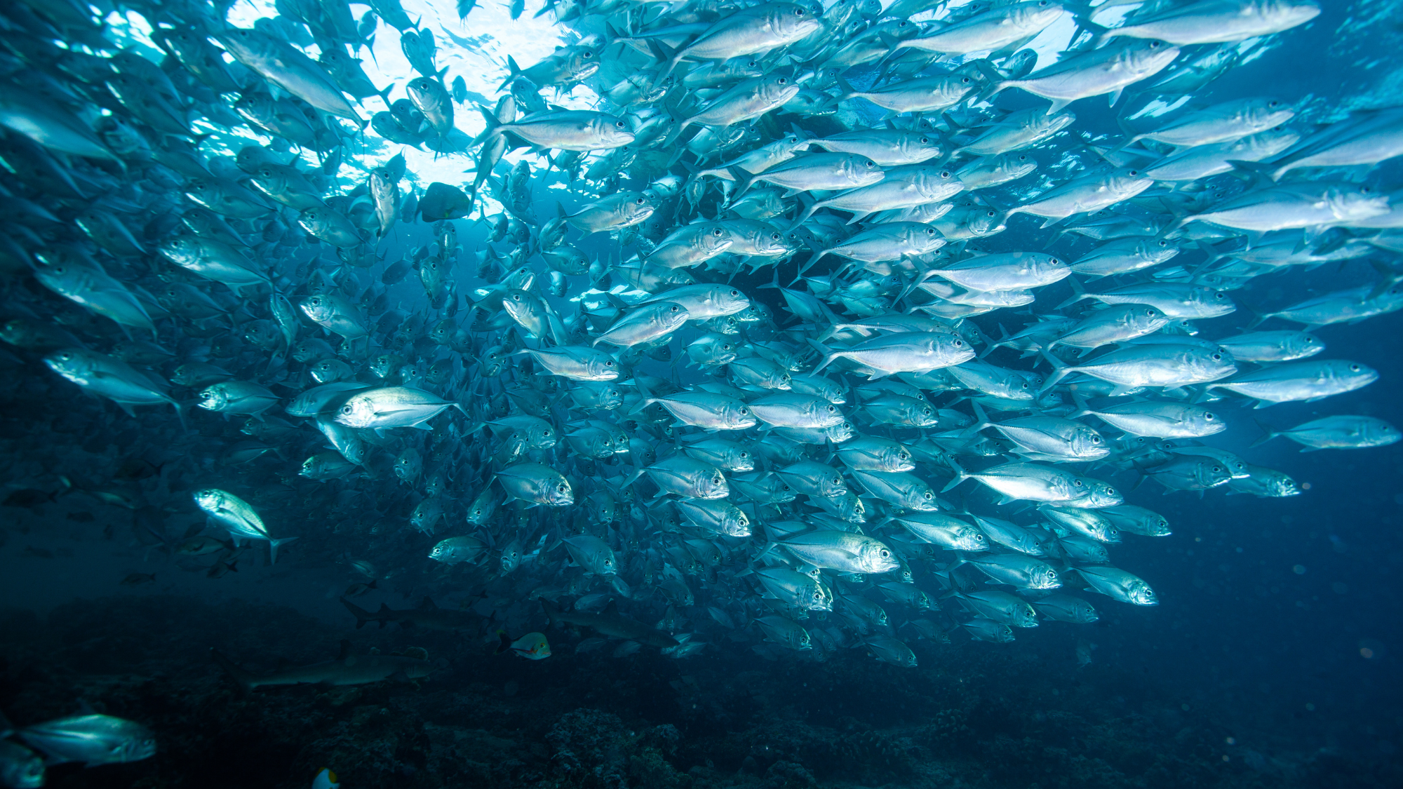 School of fish swimming in the ocean with sunlight filtering through the water.