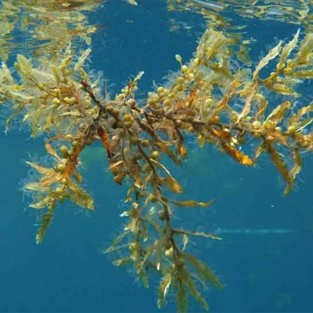 Define Macroalgae Lesson 3: Food Webs: Who Eats Who in the Ocean? – NAUTRA