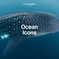 Whale Shark. Ocean Icons. NAUTRA BE THE WAVE Platform
