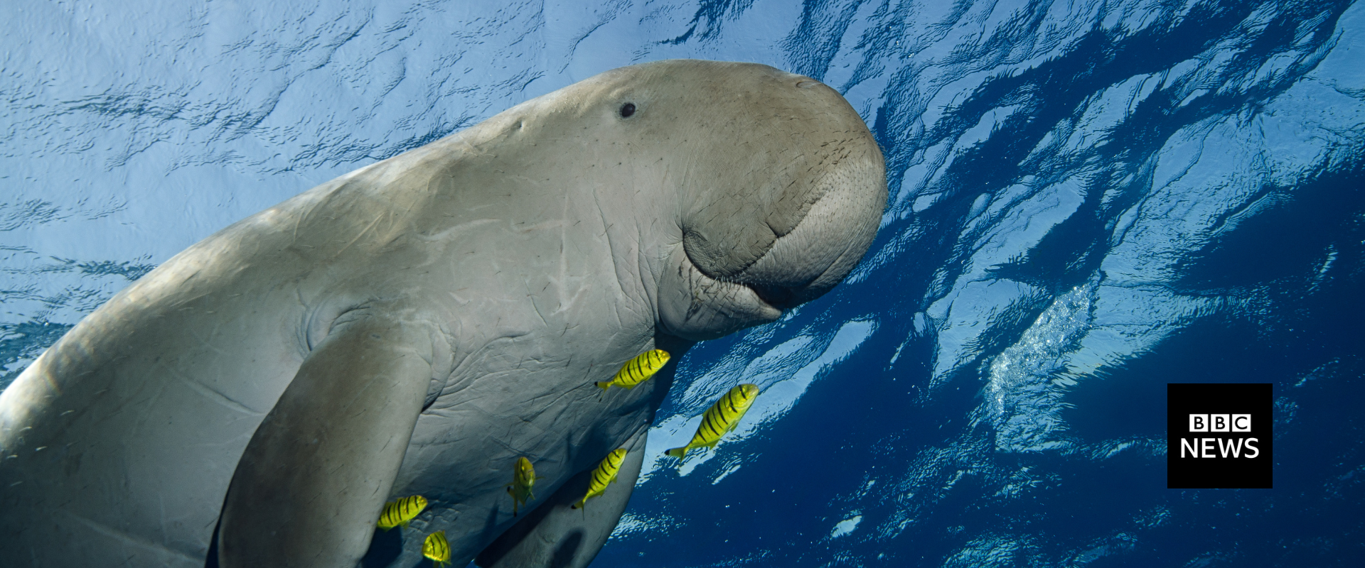 Dugong BBC News