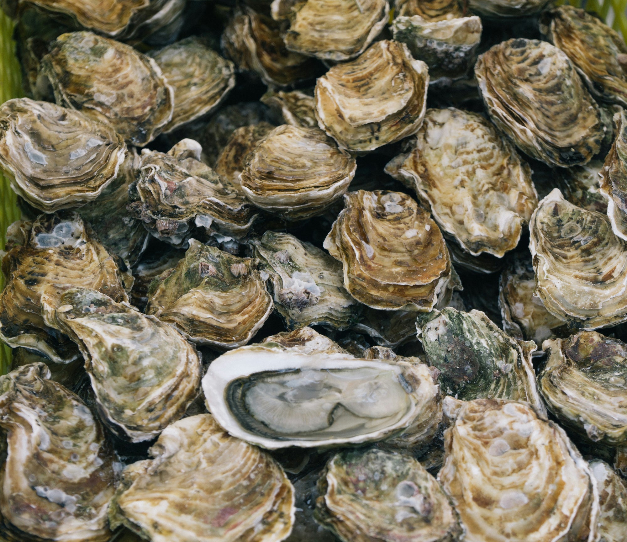 Oysters_close_up